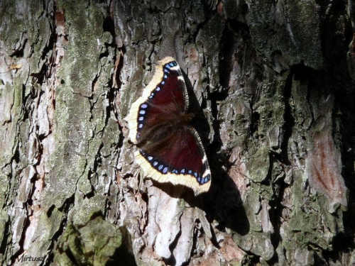 Rusałka żałobnik (Nymphalis antiopa) jest