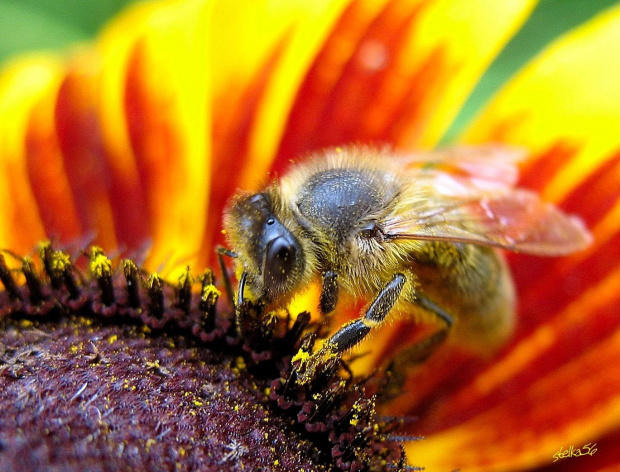 ogródkowe ... #ogród #kwiaty #makro #owady #pszczoła