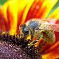 ogródkowe ... #ogród #kwiaty #makro #owady #pszczoła