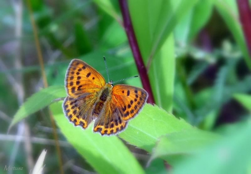 Czerwończyk dukacik (Lycaena virgaureae)