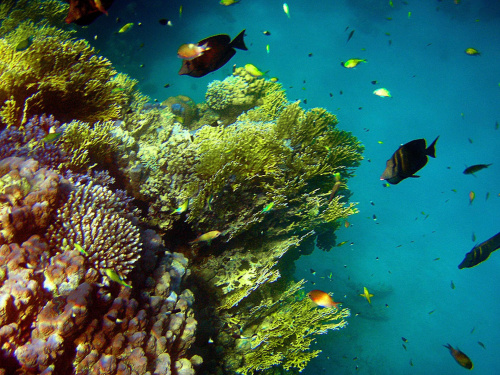 Sharm El Sheikh - okolice zatoki Sharks Bay