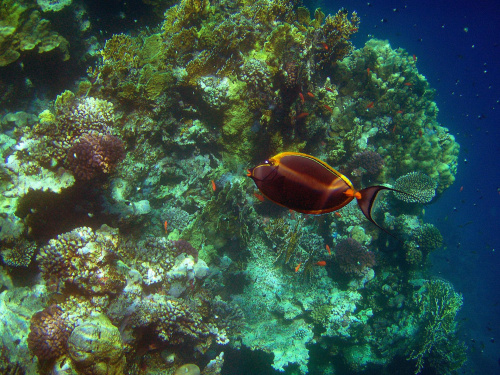 Sharm El Sheikh - okolice zatoki Sharks Bay