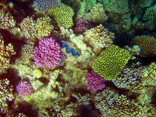 Sharm El Sheikh - okolice zatoki Sharks Bay