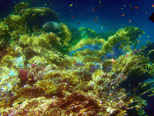 Sharm El Sheikh - okolice zatoki Sharks Bay