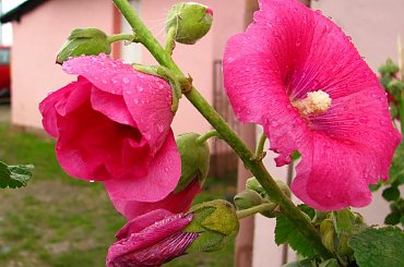 znowu padało, #malwy #kwiaty #deszcz