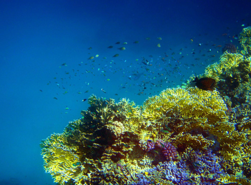 Sharm El Sheikh - okolice zatoki Sharks Bay