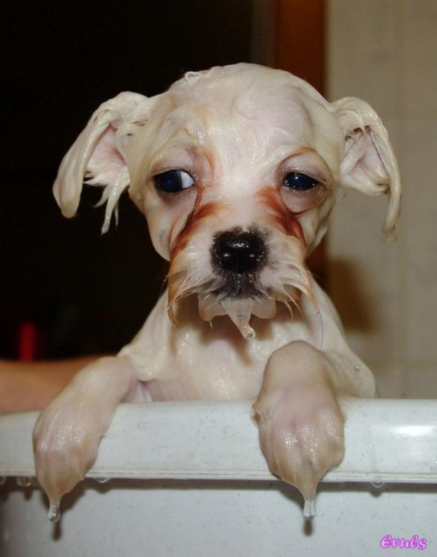 Moja Coco :) Pierwsza kąpiel. Chyba jest trochę zła:) #Coco #maltańczyk #pies #zwierzęta