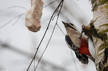 Mój jest ten kawałek słoninki... #ptaki #dzięcioł #natura #fauna #arietiss
