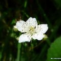Jeżyna fałdowana (Rubus plicatus W. et N.)