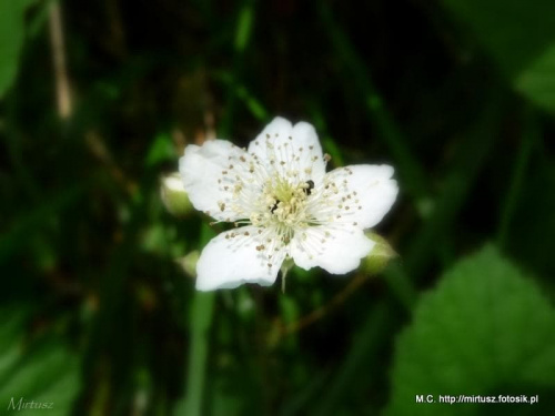 Jeżyna fałdowana (Rubus plicatus W. et N.)