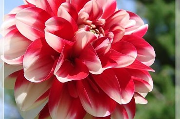 #DALIE #KWIATY #OGRÓD