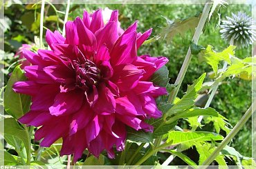 #dalie #kwiaty #ogród