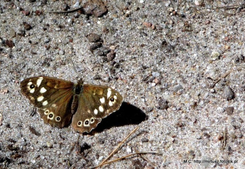 Osadnik egeria (Pararge aegeria)