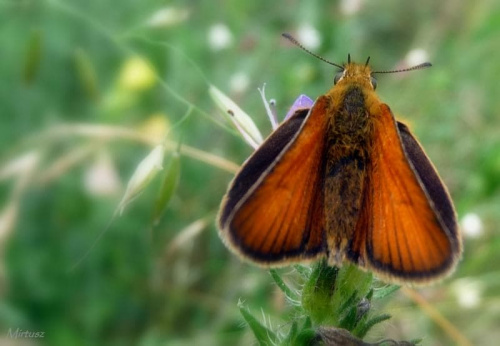 Karłątek ryska lub Karłątek tarninowy (Thymelicus lineola syn. Adopaea lineola)