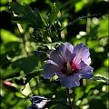 hibiskus