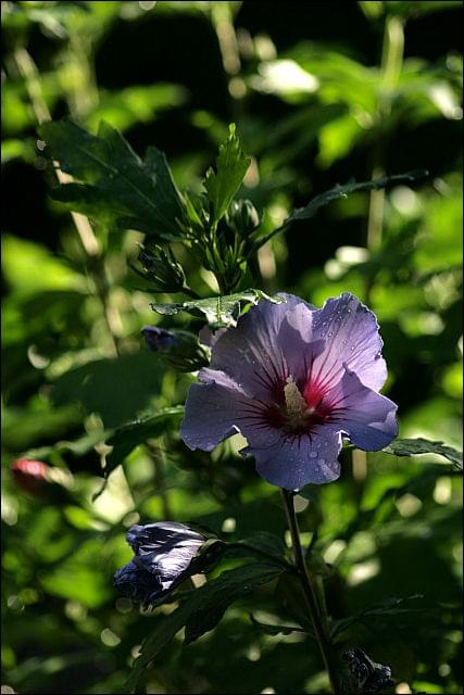 hibiskus