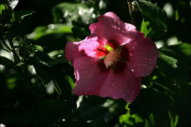 hibiskus