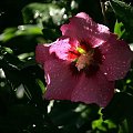 hibiskus