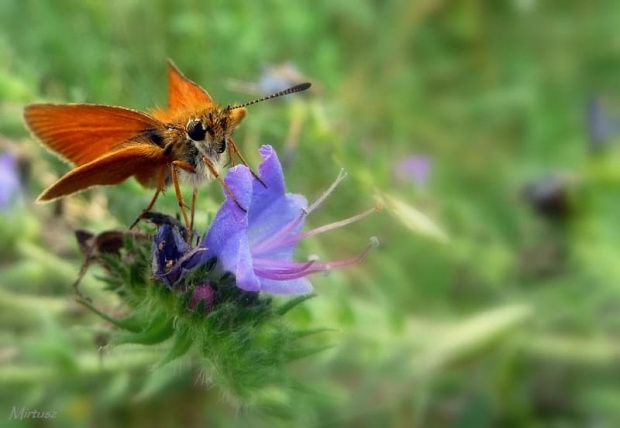 Karłątek ryska lub Karłątek tarninowy (Thymelicus lineola syn. Adopaea lineola)