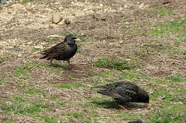 Okolice plaży #DziekieGęsi #mewy #szpaki