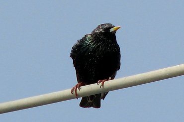 Okolice plaży #DziekieGęsi #mewy #szpaki