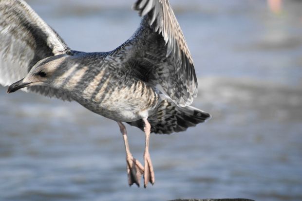 Mewy, sea-gull #mewy #morze #sea #xnifar #rafinski