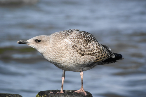 Mewy, sea-gull #mewy #morze #sea #xnifar #rafinski