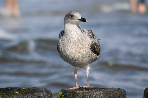 Mewy, sea-gull #mewy #morze #sea #xnifar #rafinski