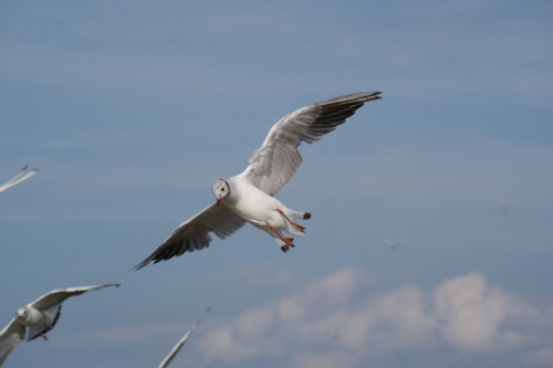 Mewy, sea-gull #mewy #morze #sea #xnifar #rafinski