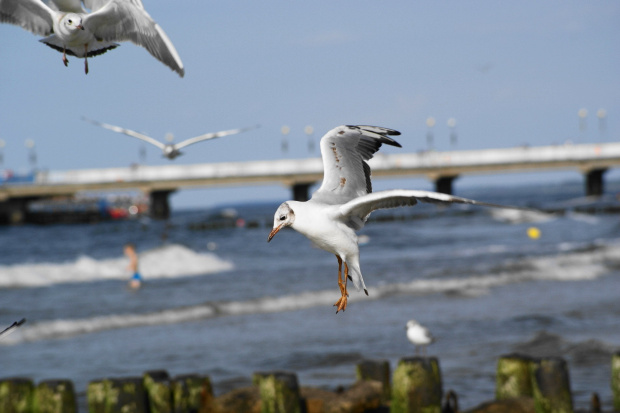 Mewy, sea-gull #mewy #morze #sea #xnifar #rafinski