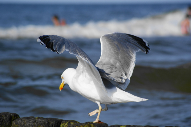 Mewy, sea-gull #mewy #morze #sea #xnifar #rafinski