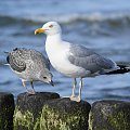 Mewy, sea-gull #mewy #morze #sea #xnifar #rafinski