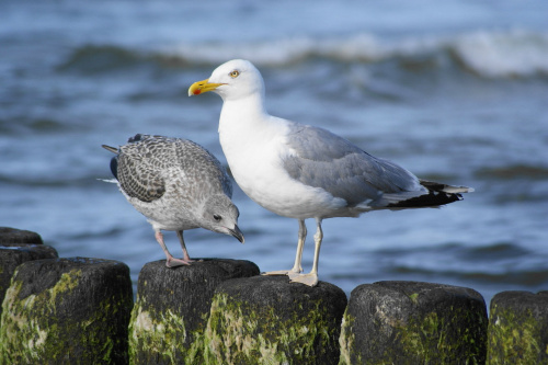 Mewy, sea-gull #mewy #morze #sea #xnifar #rafinski