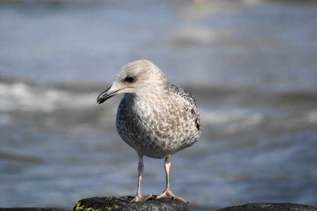 Mewy, sea-gull #mewy #morze #sea #xnifar #rafinski