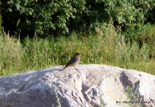 Kopciuszek zwyczajny, kopciuszek (Phoenicurus ochruros)