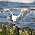 Mewy, sea-gull #mewy #morze #sea #xnifar #rafinski