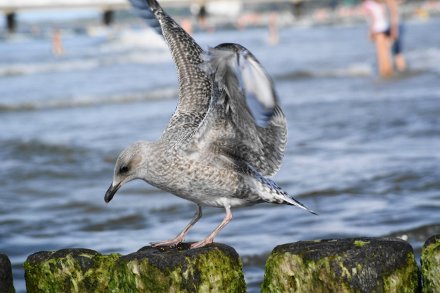 Mewy, sea-gull #mewy #morze #sea #xnifar #rafinski