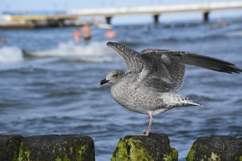 Mewy, sea-gull #mewy #morze #sea #xnifar #rafinski