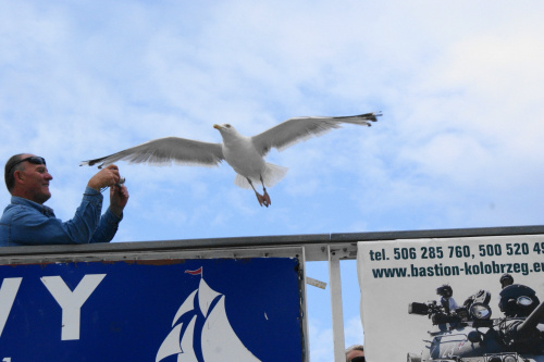 Mewy, sea-gull #mewy #morze #sea #xnifar #rafinski