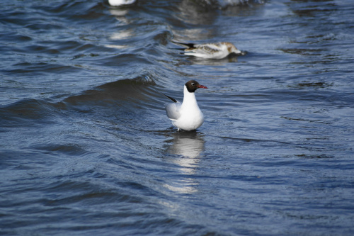 Mewy, sea-gull #mewy #morze #sea #xnifar #rafinski