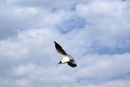 Mewy, sea-gull #mewy #morze #sea #xnifar #rafinski