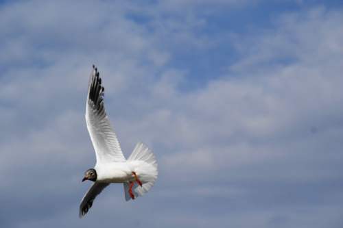 Mewy, sea-gull #mewy #morze #sea #xnifar #rafinski