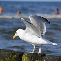 Mewy, sea-gull #mewy #morze #sea #xnifar #rafinski