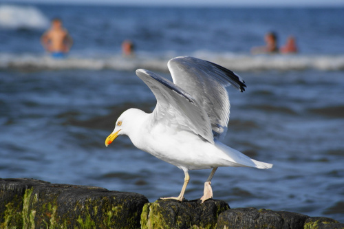 Mewy, sea-gull #mewy #morze #sea #xnifar #rafinski