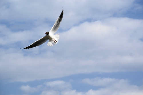 Mewy, sea-gull #mewy #morze #sea #xnifar #rafinski