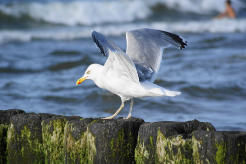 Mewy, sea-gull #mewy #morze #sea #xnifar #rafinski