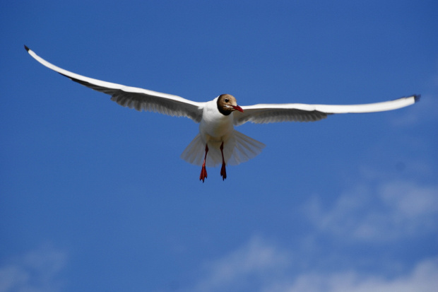 Mewy, sea-gull #mewy #morze #sea #xnifar #rafinski