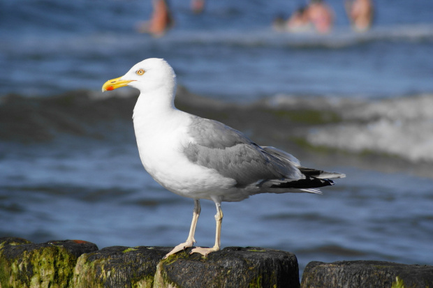 Mewy, sea-gull #mewy #morze #sea #xnifar #rafinski