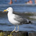 Mewy, sea-gull #mewy #morze #sea #xnifar #rafinski