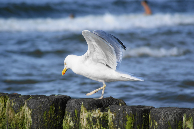 Mewy, sea-gull #mewy #morze #sea #xnifar #rafinski